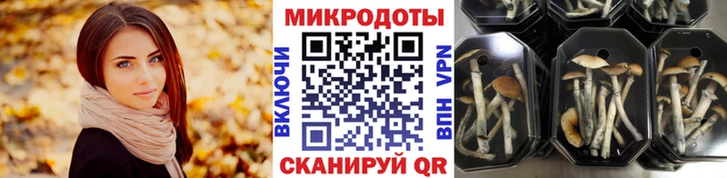 блэк спрут вход  Камбарка  Псилоцибиновые грибы Magic Shrooms 